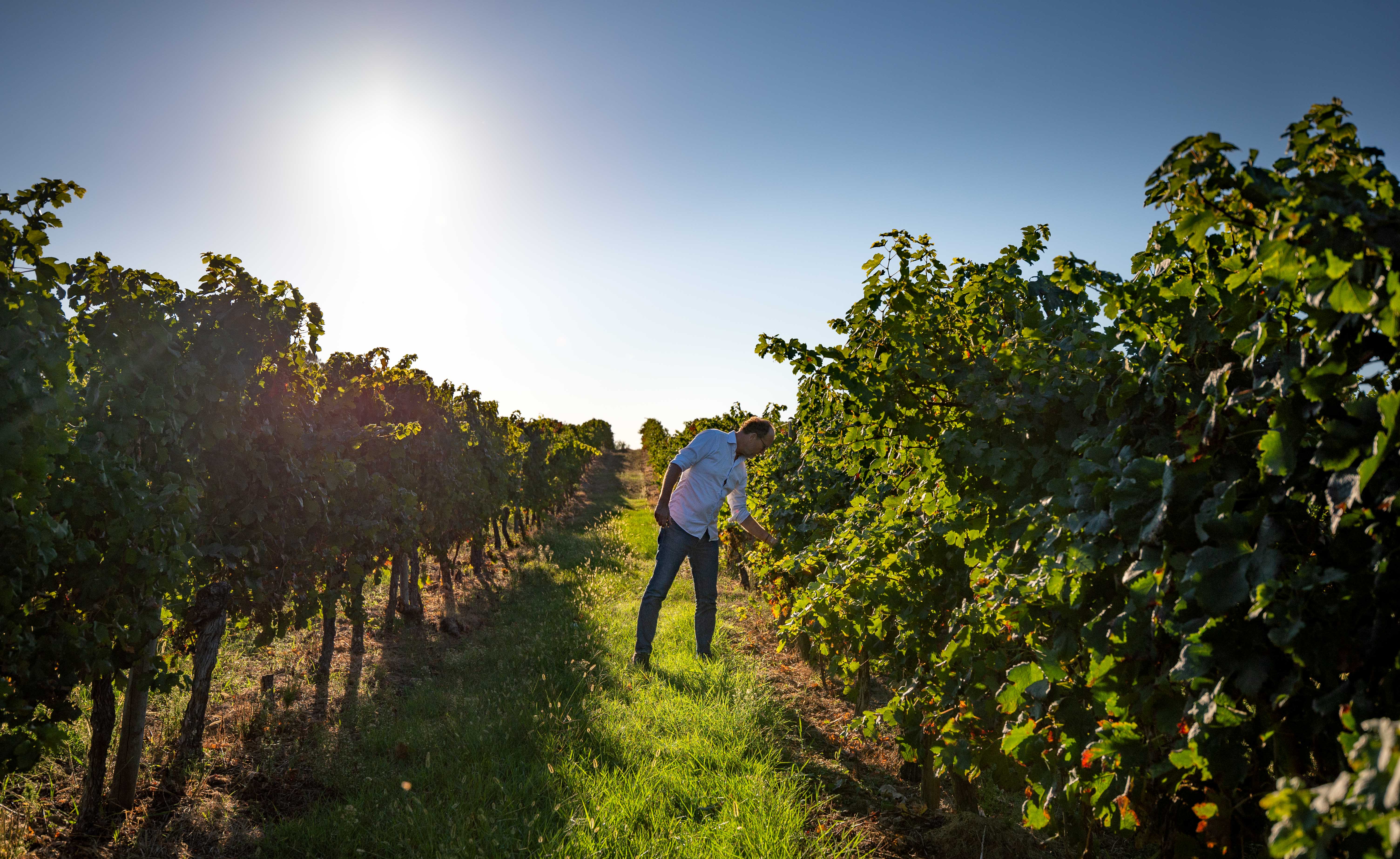 DOMAINE GRAND MAYNE - AGROECOLOGIE DOMAINE GRAND MAYNE - AGROECOLOGIE