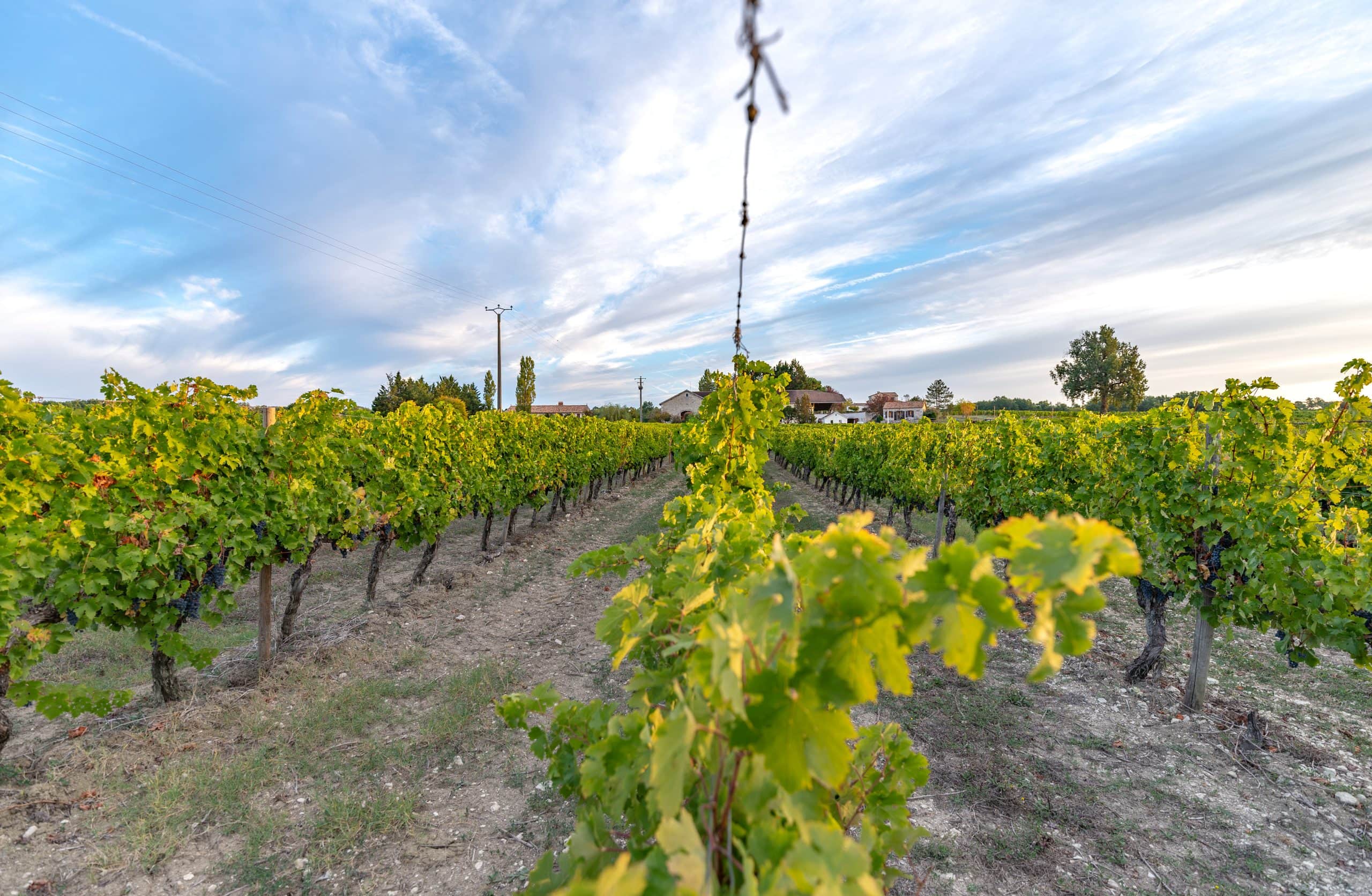 DOMAINE GRAND MAYNE - Domaine Grand Mayne, Vins à la propriété et en ligne