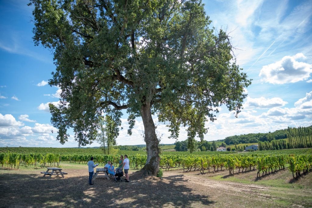 DOMAINE GRAND MAYNE - PIQUE NIQUE DOMAINE GRAND MAYNE - PIQUE NIQUE