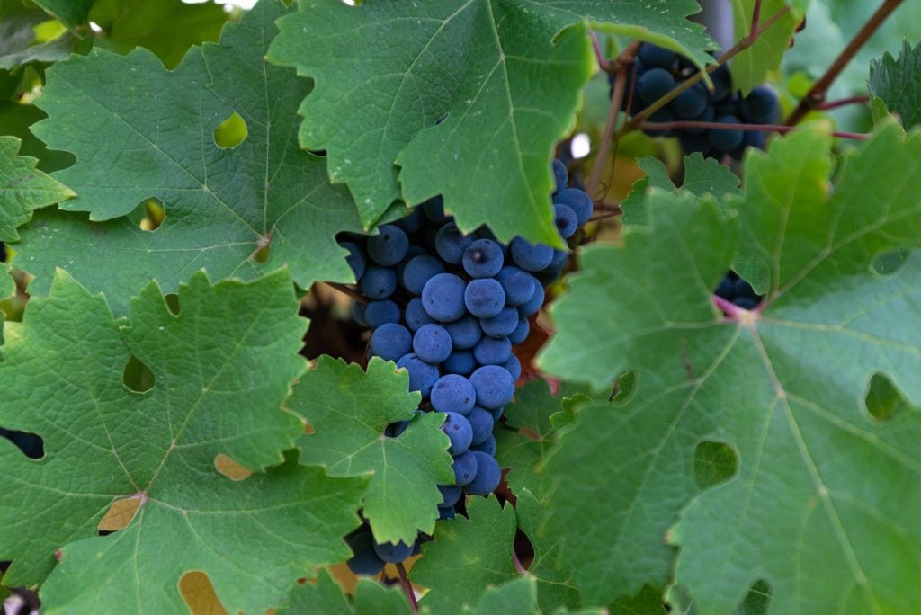 DOMAINE GRAND MAYNE - Les vendanges 2022 DOMAINE GRAND MAYNE - Les vendanges 2022