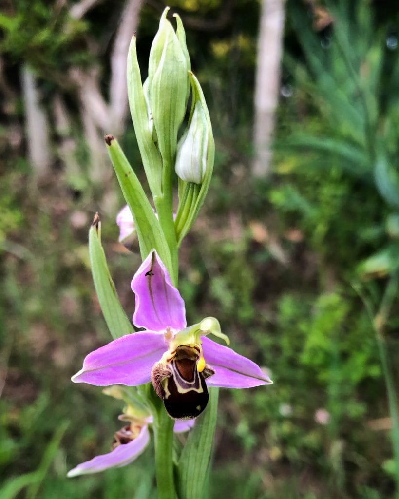 DOMAINE GRAND MAYNE - Dossiers biodiversité : l'orchidée bourdon Ophrys fuciflora DOMAINE GRAND MAYNE - Dossiers biodiversité : l'orchidée bourdon Ophrys fuciflora